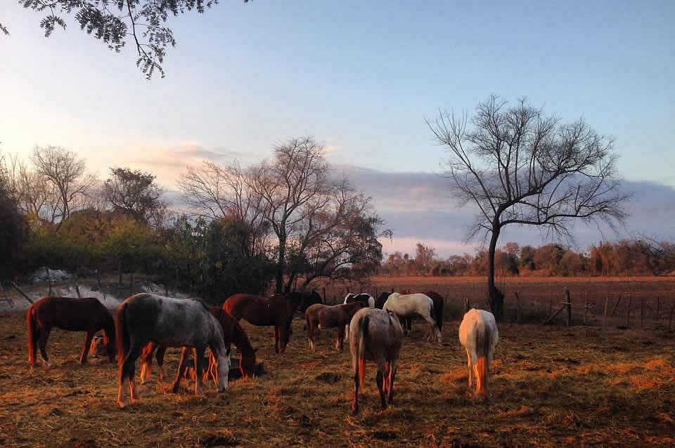 Cabalgatas en Salta